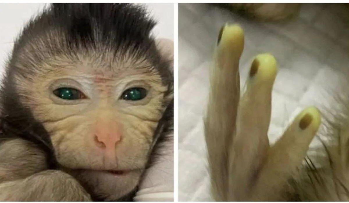 Scientists in China Report The First Live Birth of Chimeric Monkey